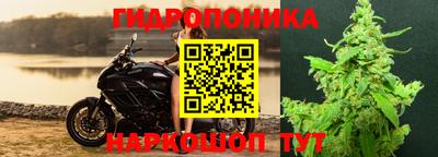 крисы Аргун