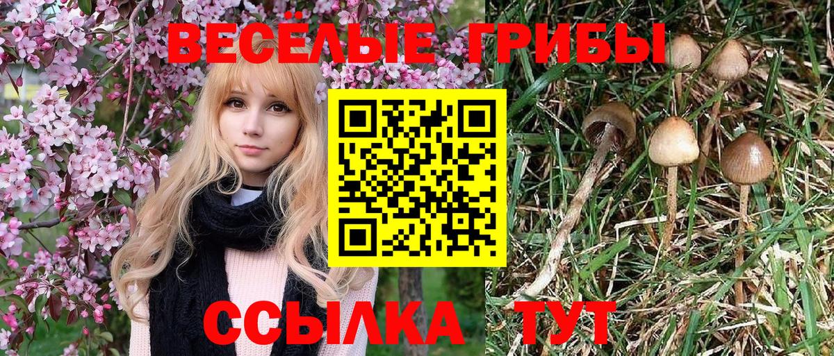 Псилоцибиновые грибы Psilocybine cubensis Воткинск